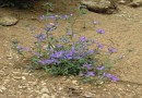 Campanula lingulata ©  Pandion Wild Tours